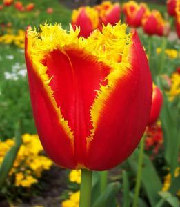 ТЮЛЬПАНЫ (Túlipa) фото цветка, виды и сорта тюльпанов