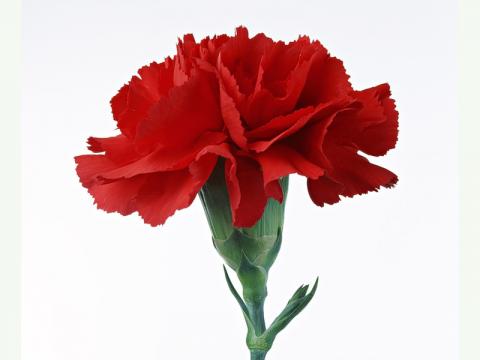 Гвоздика (Dianthus)