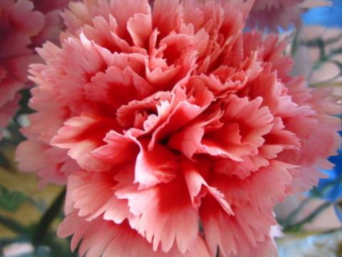 Гвоздика (Dianthus)