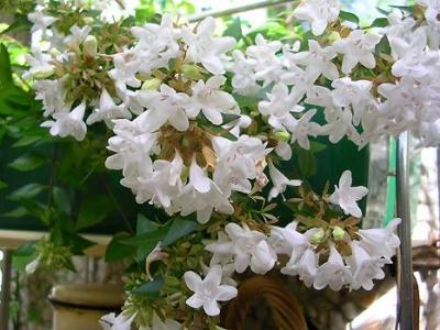 Абелия (abelia)