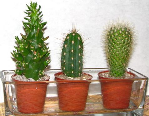 Кактус (сactus)