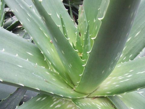 Алоэ или Алое (Aloe), Столетник