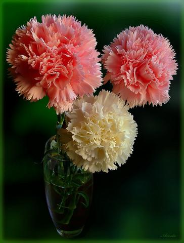 Гвоздика (Dianthus)