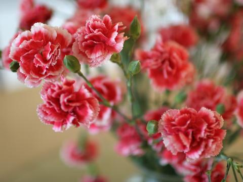 Гвоздика (Dianthus)