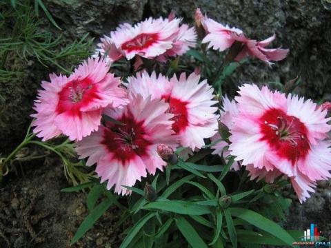 Гвоздика (Dianthus)