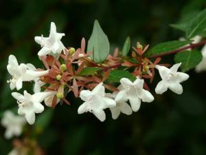 Фото цветок Абелия (abelia)