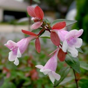 Фото цветок Абелия (abelia)