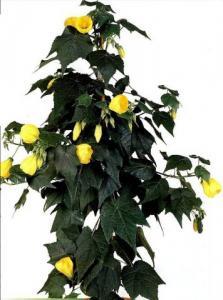 Фото цветок Абутилон желтый (abutilon, комнатный клен, канатник)