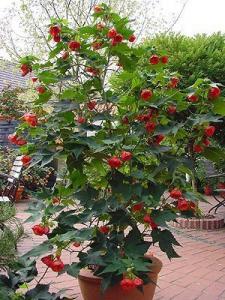 Фото цветок Абутилон красный (abutilon, комнатный клен, канатник)