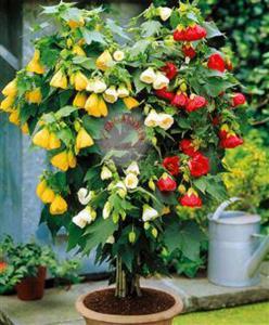 Фото цветок Абутилон (abutilon, комнатный клен, канатник)