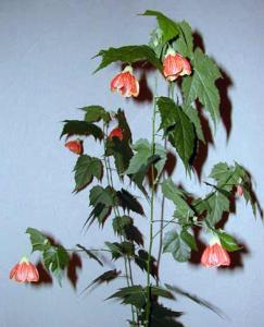 Фото цветок Абутилон (abutilon, комнатный клен, канатник)