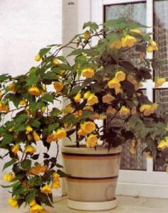 Фото цветок Абутилон желтый (abutilon, комнатный клен, канатник)