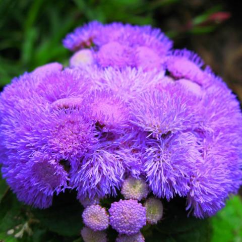 Фото цветок Агератум (Ageratum) фиолетовый