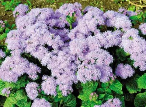 Фото цветок Агератум (Ageratum) сиреневый