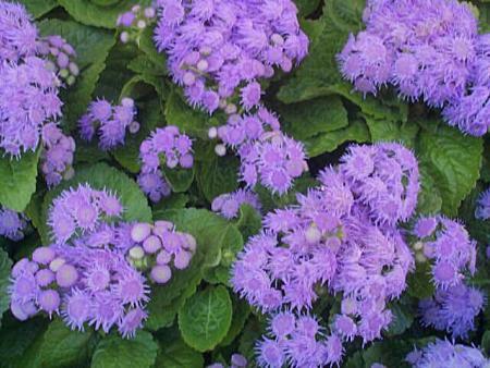 Фото цветок Агератум (Ageratum) фиолетовый