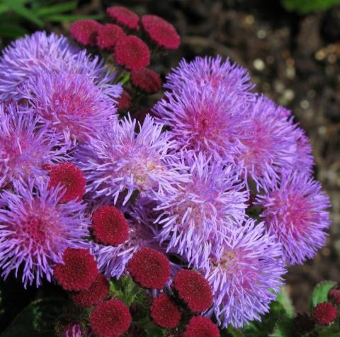 Фото цветок Агератум (Ageratum) сиреневый