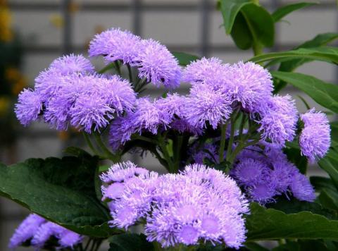 Фото цветок Агератум (Ageratum) фиолетовый