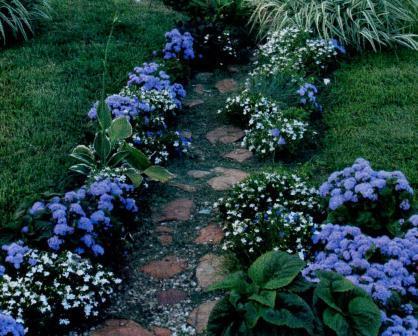 Фото цветок Агератум (Ageratum) голубой