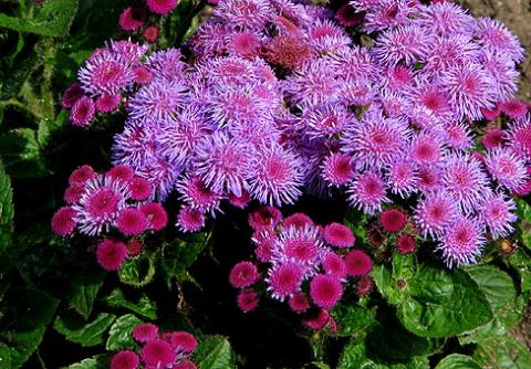 Фото цветок Агератум (Ageratum) сиреневый