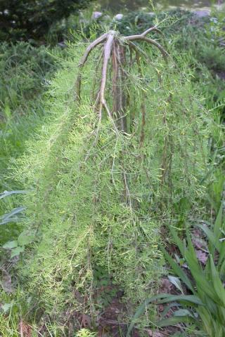 Акация желтая (caragana arborescens, карагана древовидная)