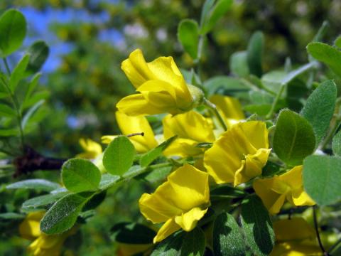 Акация желтая (caragana arborescens, карагана древовидная)