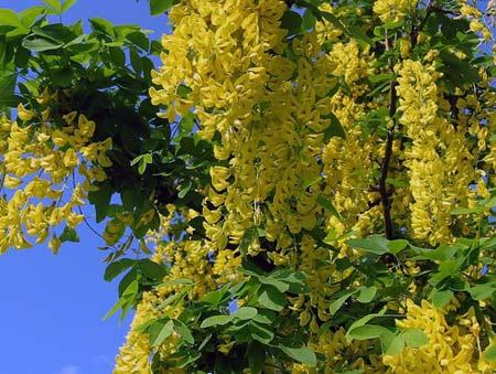 Акация желтая (caragana arborescens, карагана древовидная)