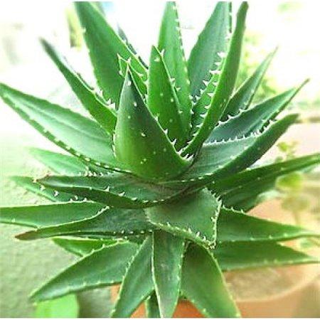 Алоэ или Алое (Aloe), Столетник