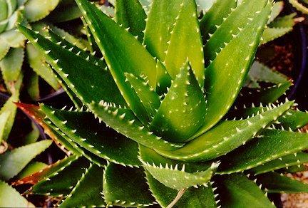 цветок Алоэ или Алое (Aloe), Столетник