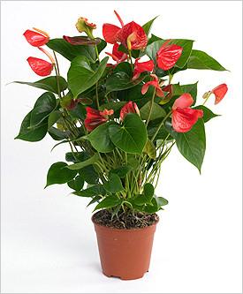 Фото цветок Антуриум (Anthurium)