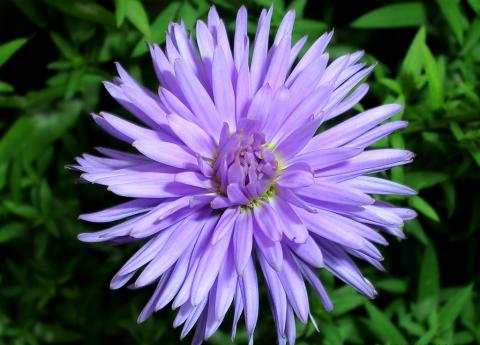 Фото цветок Астра (Aster)