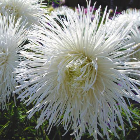 Фото цветок Астра (Aster)