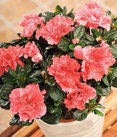 Азалия, Рододендрон (Azalea, Rhododendron)
