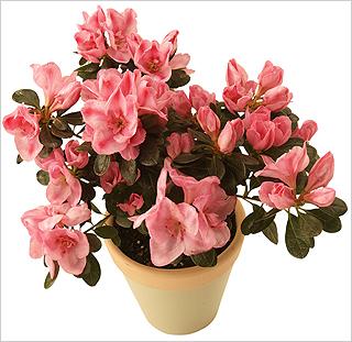 Азалия, Рододендрон (Azalea, Rhododendron)