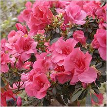 Азалия, Рододендрон (Azalea, Rhododendron)