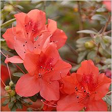 Азалия, Рододендрон (Azalea, Rhododendron)