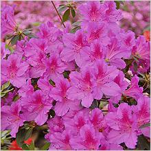 Азалия, Рододендрон (Azalea, Rhododendron)
