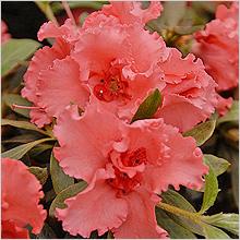 Азалия, Рододендрон (Azalea, Rhododendron)