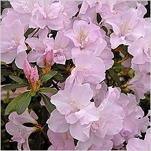 Азалия, Рододендрон (Azalea, Rhododendron)