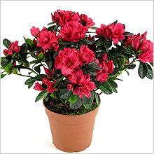 Азалия, Рододендрон (Azalea, Rhododendron)