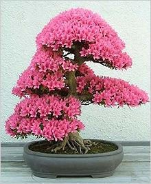 Фото цветок Азалия, Рододендрон (Azalea, Rhododendron)