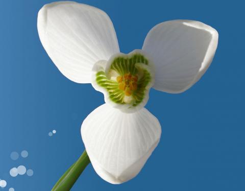 Белый цветок подснежника фото