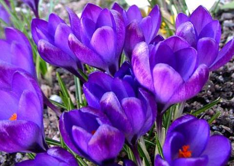 Крокус или Шафран (Crocus)