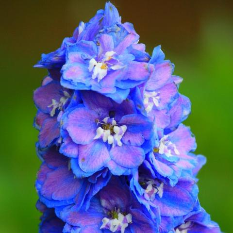 Дельфиниум (живокость, шпорник, Delphinium)