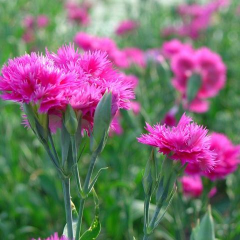 Гвоздика (Dianthus)