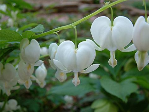 Фото цветок Дицентра, или “разбитое сердце” (Dicentra)