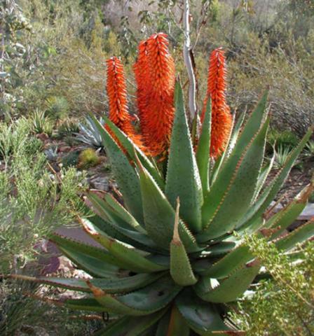 Алоэ или Алое (Aloe), Столетник