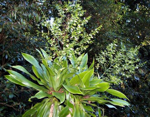 Фото цветок Драцена (Dracaena)