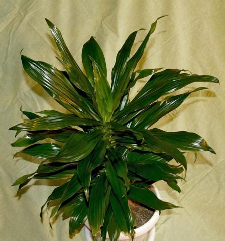 Фото цветок Драцена (Dracaena)