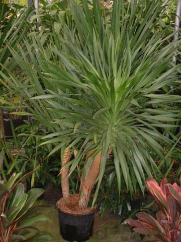 Фото цветок Драцена (Dracaena)