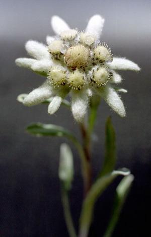 Фото цветок Эдельвейс (Edelweiss)